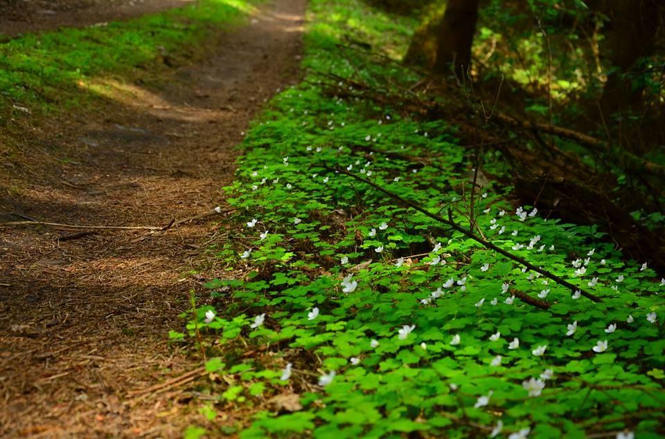 Gospodarstwo Nad Jeziorem Zalom  エクステリア 写真